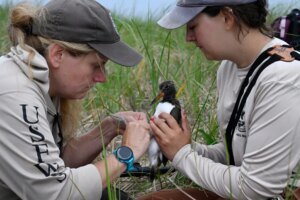 Saving the American Oystercatcher