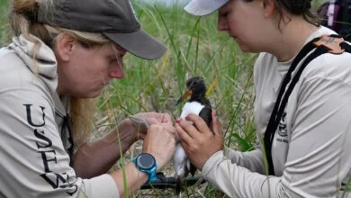 Multi-State Conservation Effort Drives 45% Surge in American Oystercatcher Populations 6 Saving the American Oystercatcher