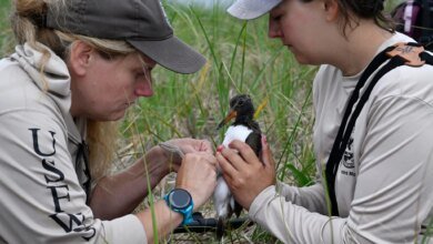 Saving the American Oystercatcher