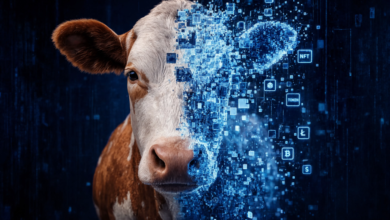 1784828009 Tokenized Cow gID 7.png@png