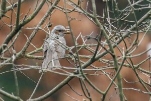 Birding and Mental Health Science