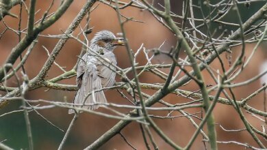 Birding and Mental Health Science