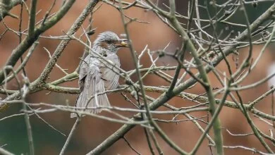 Science-Backed Benefits of Birding Point to New Opportunities in Mental Healthcare 8 Birding and Mental Health Science