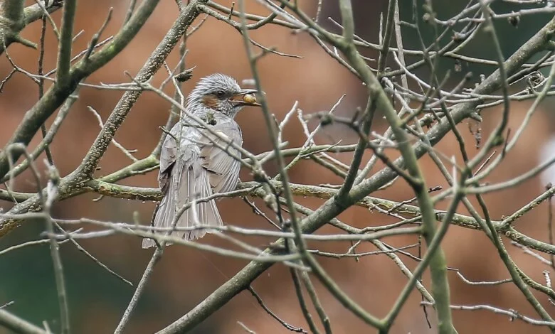 Birding and Mental Health Science