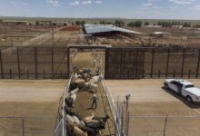 US Resumes Mexican Cattle Imports