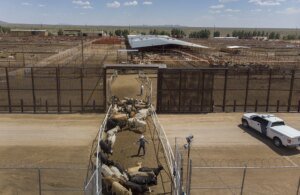 US Resumes Mexican Cattle Imports
