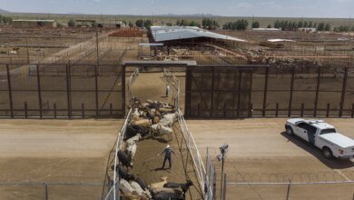 US Resumes Mexican Cattle Imports
