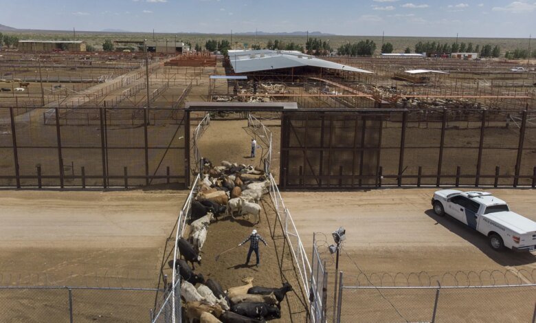 US Resumes Mexican Cattle Imports