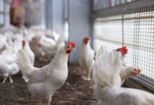 AI Philanthropy Target Animal Welfare