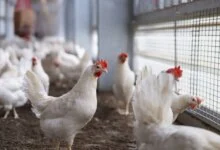 AI Philanthropy Target Animal Welfare