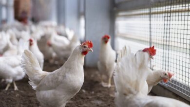 AI Philanthropy Target Animal Welfare