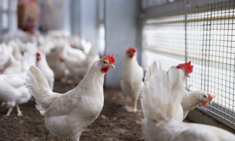 AI Philanthropy Target Animal Welfare