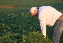 U.S. Soy Output Doubles Despite Farmland Losses