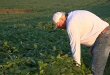 U.S. Soy Output Doubles Despite Farmland Losses
