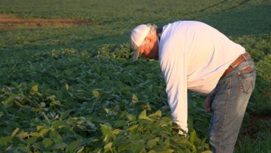 U.S. Soybean Production Doubles to 4 Billion Bushels Despite Shrinking Farmland as China Eyes Tariff Cuts 9 U.S. Soy Output Doubles Despite Farmland Losses