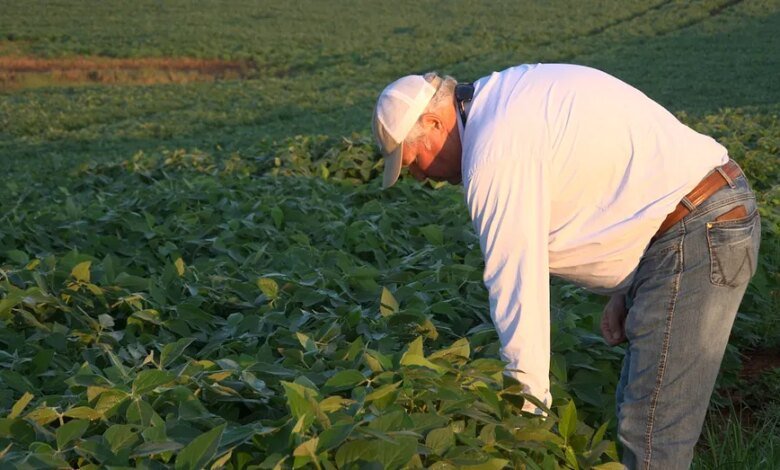 U.S. Soy Output Doubles Despite Farmland Losses