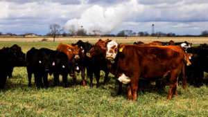 Cattle Shortage Hits Tyson Foods