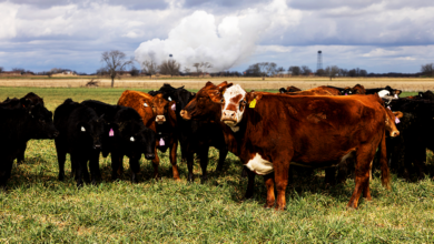 Cattle Shortage Hits Tyson Foods