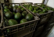 U.S. Halts Michoacán Avocado Inspections