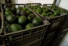 U.S. Halts Michoacán Avocado Inspections