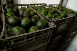 U.S. Halts Michoacán Avocado Inspections