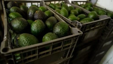 U.S. Suspends Mexican Avocado Inspections in Michoacán Over Cartel Security Threats 10 U.S. Halts Michoacán Avocado Inspections
