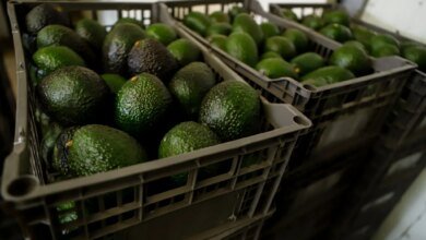 U.S. Halts Michoacán Avocado Inspections