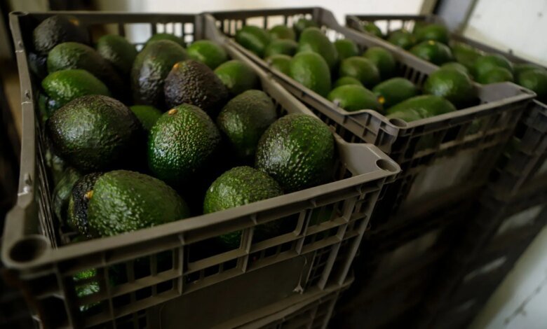 U.S. Halts Michoacán Avocado Inspections