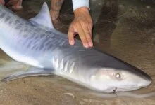 Juvenile Tiger Shark Caught Off Cape Cod