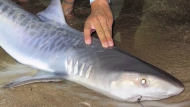 Juvenile Tiger Shark Caught Off Cape Cod