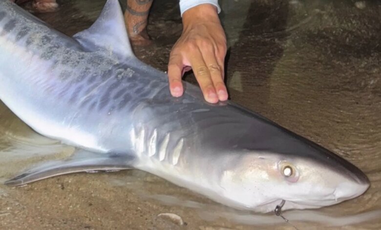 Juvenile Tiger Shark Caught Off Cape Cod