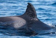 Toñi Orca Shotgun Probe
