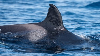 Spain Probes Suspected Shotgun Attack on Famed 60-Year-Old Iberian Orca 6 Toñi Orca Shotgun Probe