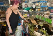 Guinea Pig Sanctuary Faces National Surge