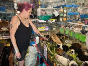 Guinea Pig Sanctuary Faces National Surge