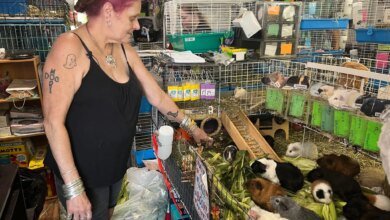 Guinea Pig Sanctuary Faces National Surge