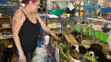 Guinea Pig Sanctuary Faces National Surge