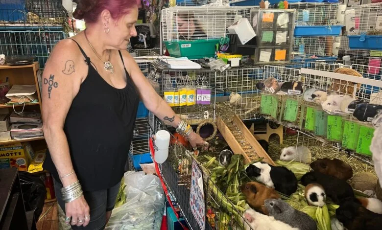 Guinea Pig Sanctuary Faces National Surge