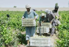 Afghan Grape Crisis