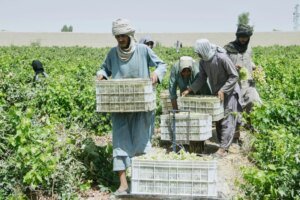 Afghan Grape Crisis