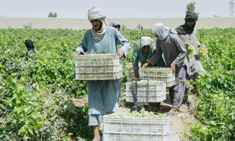 Afghan Grape Crisis