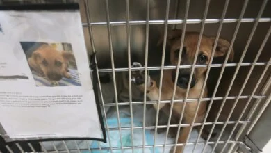 Screwworm Import Restrictions Block Texas Pet Transports, Triggering Shelter Overcrowding 6 Screwworm Pet Transport Blockade