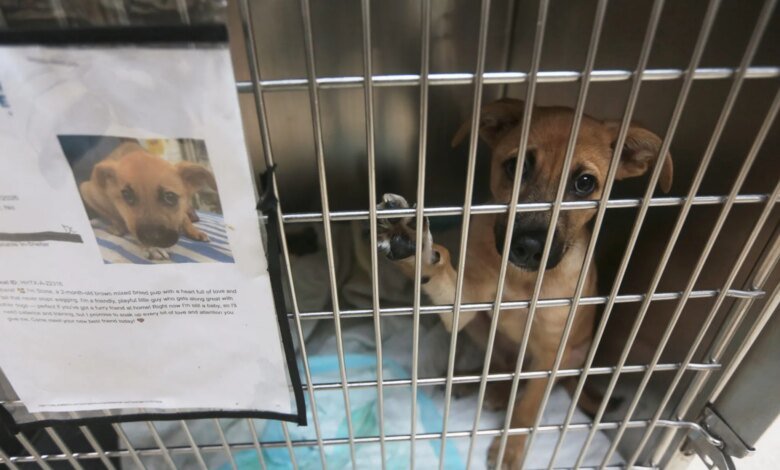 Screwworm Pet Transport Blockade