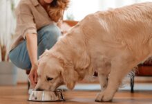 Dog Food Recall Ocular Probe