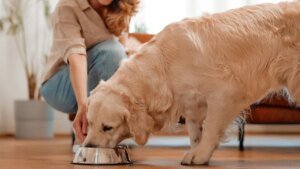Dog Food Recall Ocular Probe