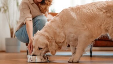 Dog Food Recall Ocular Probe