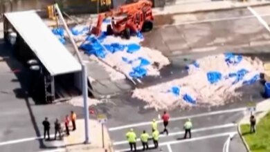 Rhode Island Squid Spill