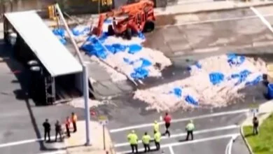 Rhode Island Squid Spill