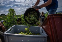 Champagne Harvest