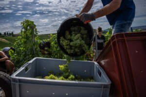 Champagne Harvest